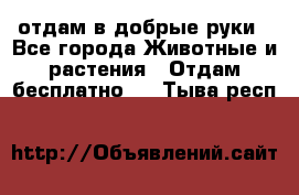 отдам в добрые руки - Все города Животные и растения » Отдам бесплатно   . Тыва респ.